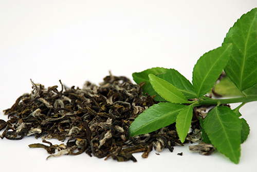 خواص چای سبز؛ کاهش دهنده فشارخون